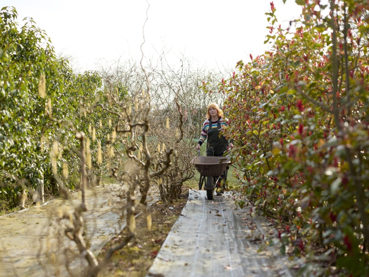 Floristry student Rebecca pushing a wheelbarrow between rows of plants at Flower & Farmer