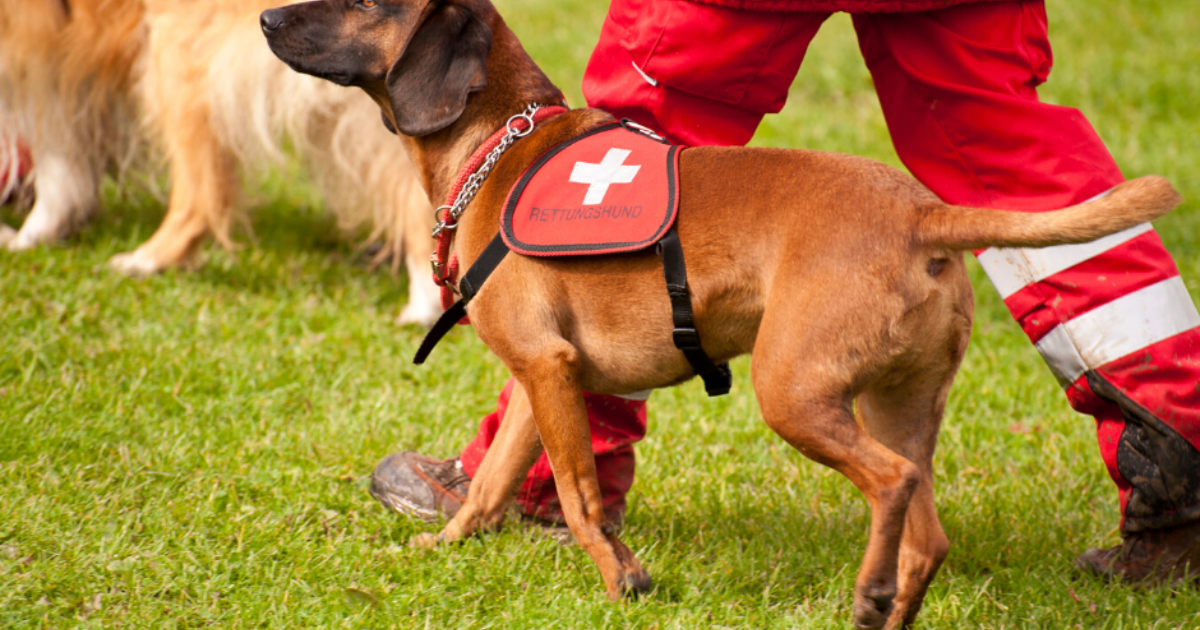 Assistance dog trainer Moulton College
