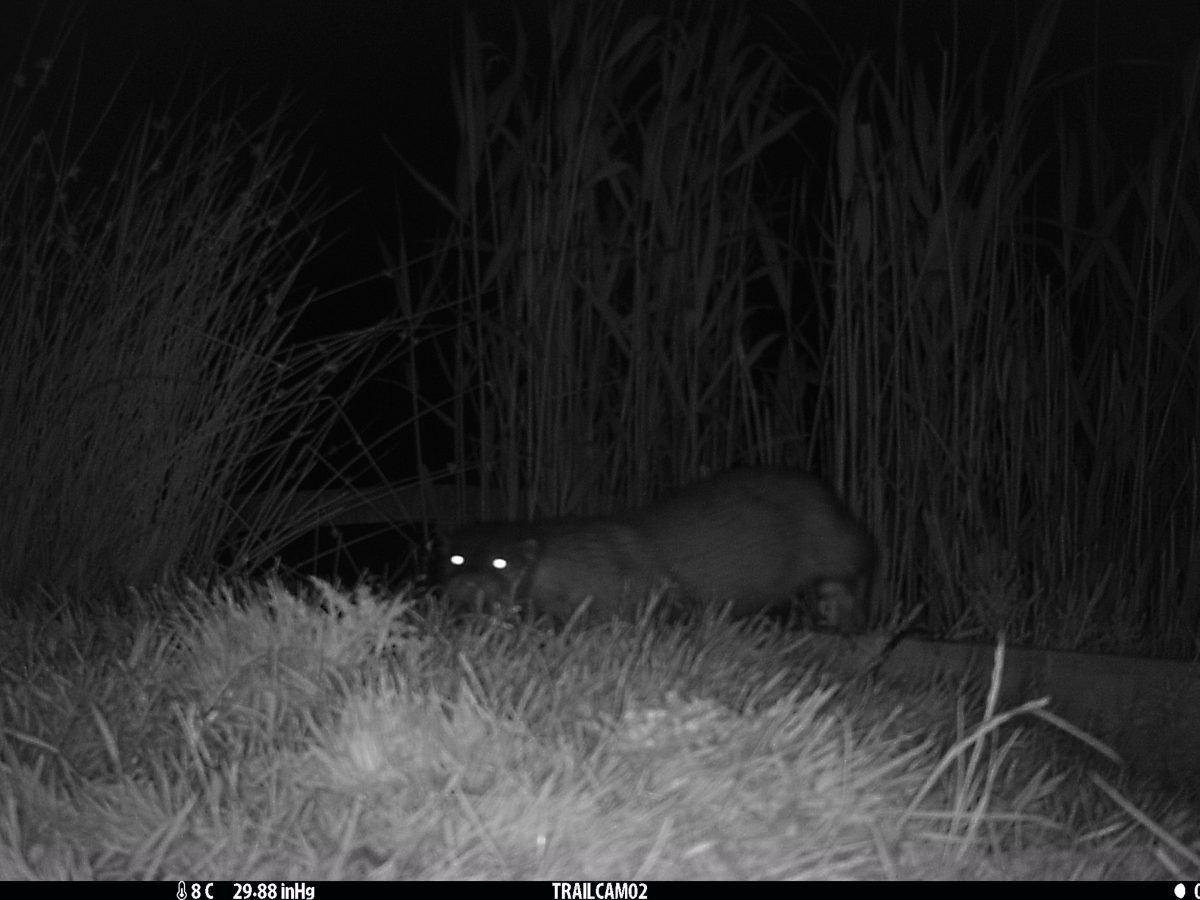 IMG 0012 Otter 1