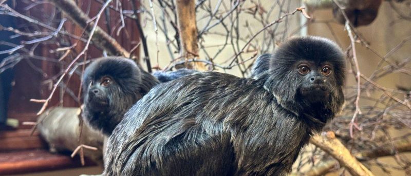 Natures Safe Dec 2025