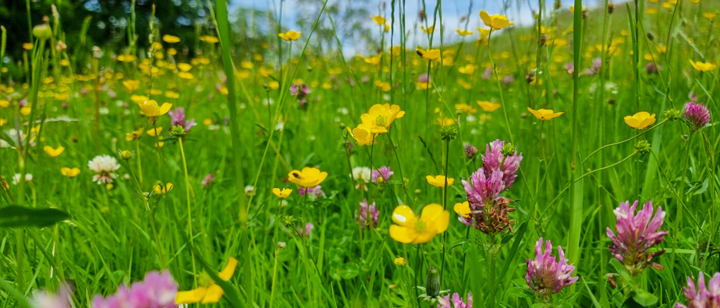 Wildflower meadow with buttercups and grass