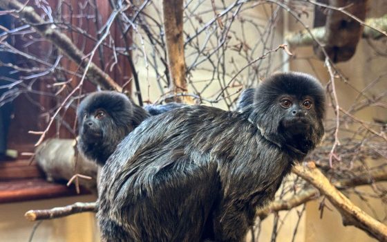 Natures Safe Dec 2025